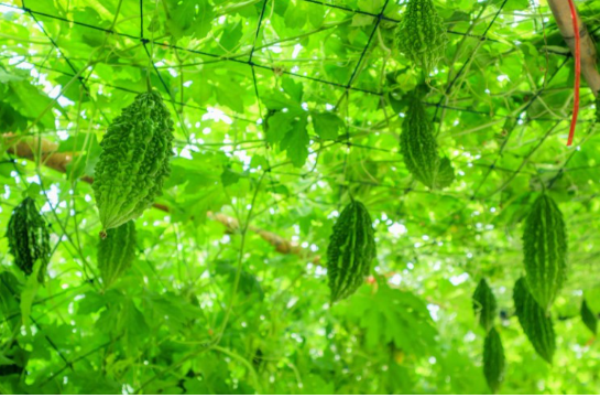 Kakara/Bitter gourd - F2