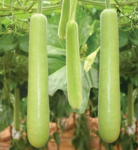 Sorakaya/Bottle gourd - F2