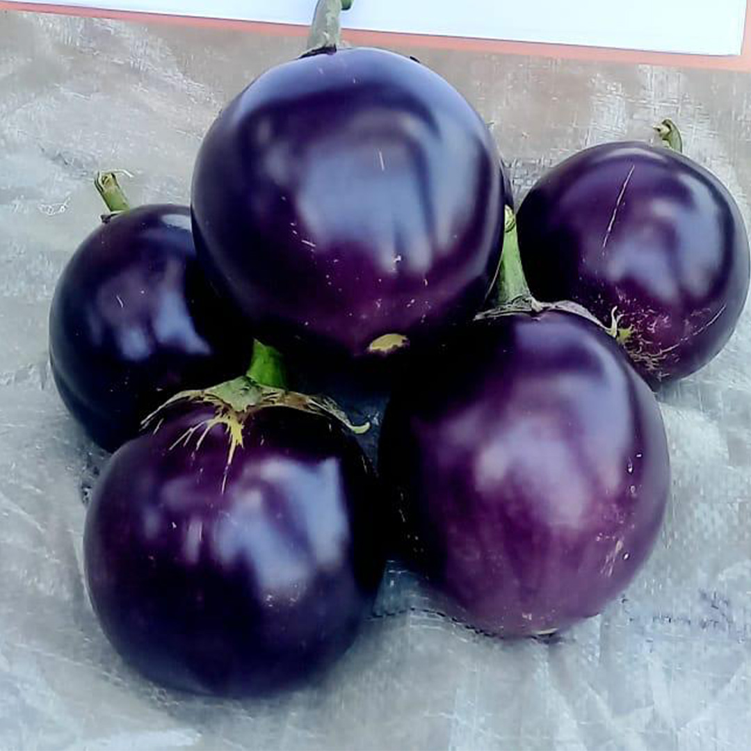 Brinjal Purple - F2