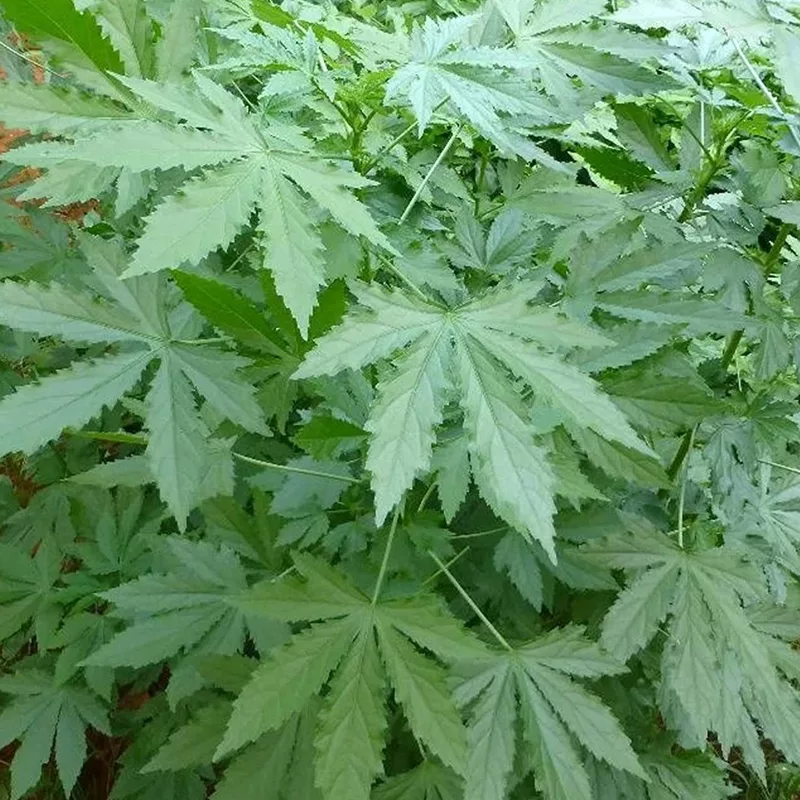 Gongura (Red) - F2