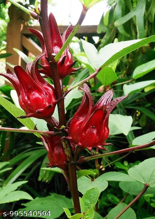 Gongura Flowers - F2