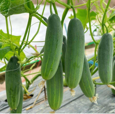 Keera/Cucumber - F2
