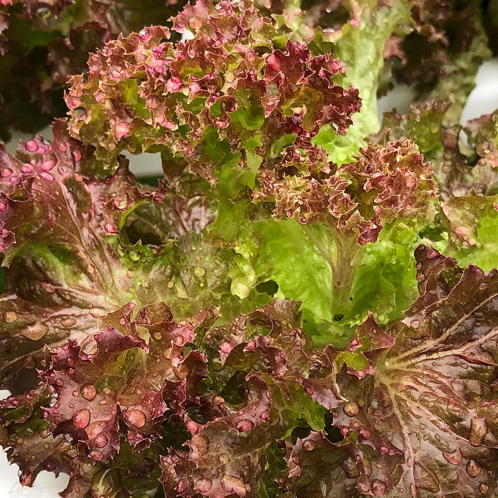 Lettuce Brown - F2