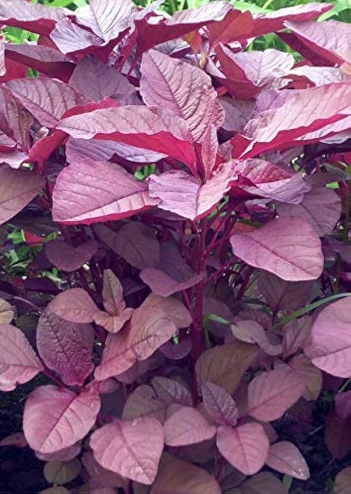 Red Thotakura - F2