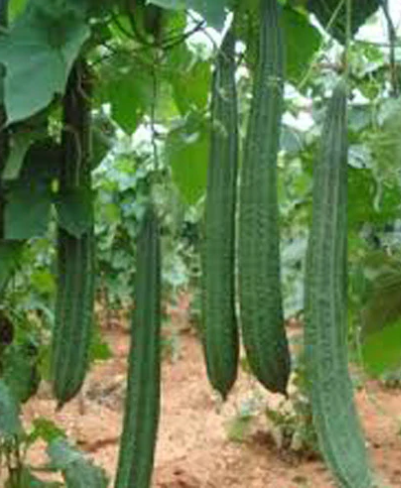 Beera/Ridge Gourd - F2