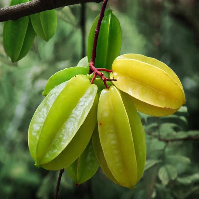 Star Fruit - F1