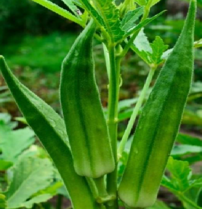 Lady Finger Green - F2