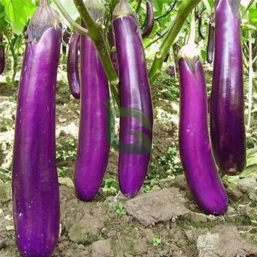 Long Brinjal - F2