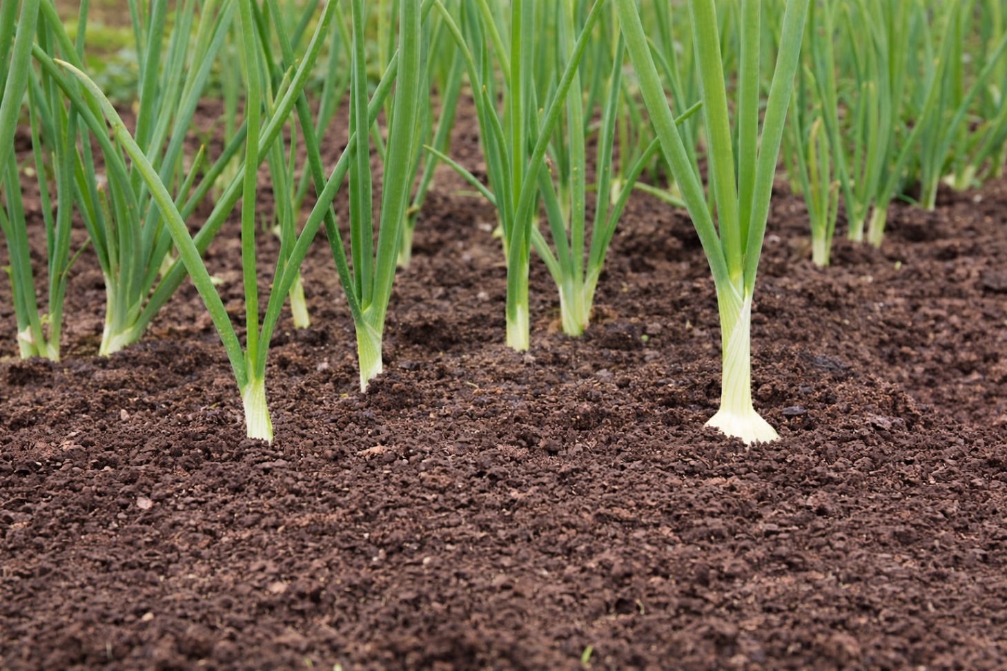 Spring Onion - F2